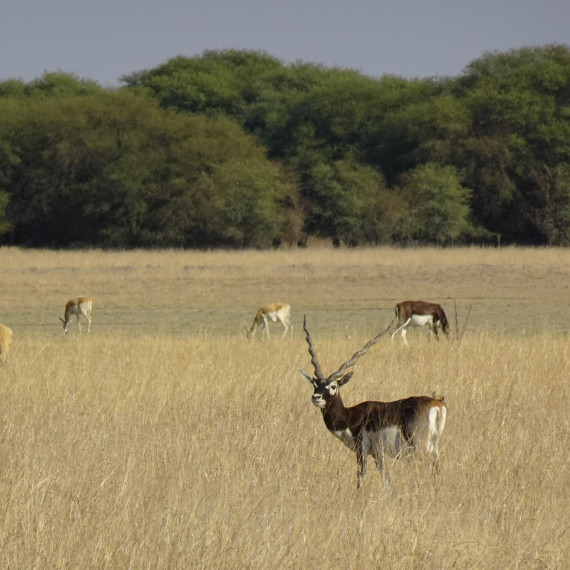 Antilopa jelení je v určitých oblastech běžná. V těchto parcích žije, ale populace je malá. Žije v Indii Nepálu a Pákistánu a má raději savany a otevřená prostranství s nižším porostem.