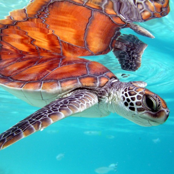 Perfektní podmořský svět vám přinese mnoho zážitků