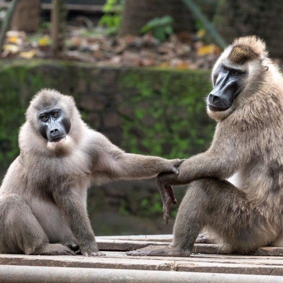 Během jízdy kolem ostrova budeme vyhlížet vzácné opice jménem dril. Je příbuzný mandrila z gabonských lesů.