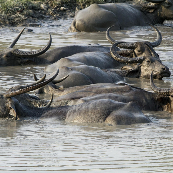 Buvol arni je typickým zvířetem této oblasti. Je předkem domácího vodního buvola, který se rozšířil až do Evropy. Z mléka domácích arni se dělá slavná mozzarella.