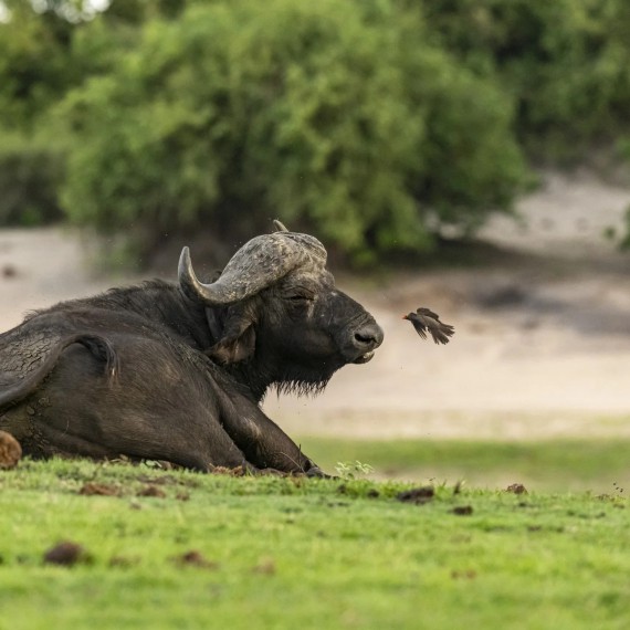 Bůvol v národním parku Hwange 