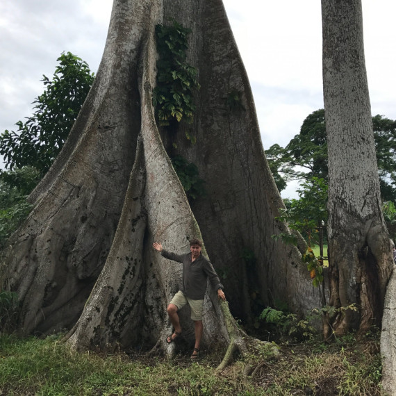 Národní strom Ceiba je obrovský, 40 – 50m vysoký.