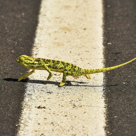 Přechod chameleona přes silnici v Africe 