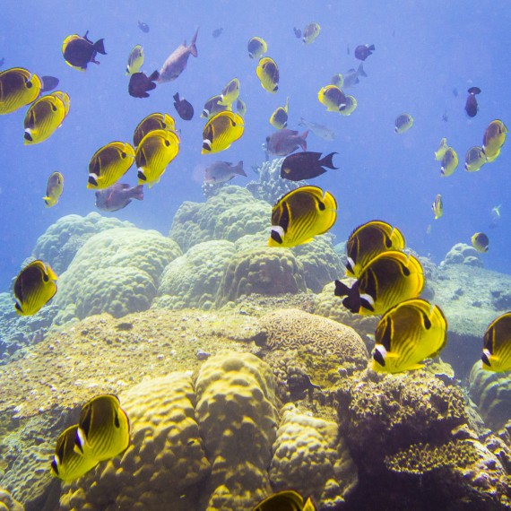 Fasnicující podmořský svět