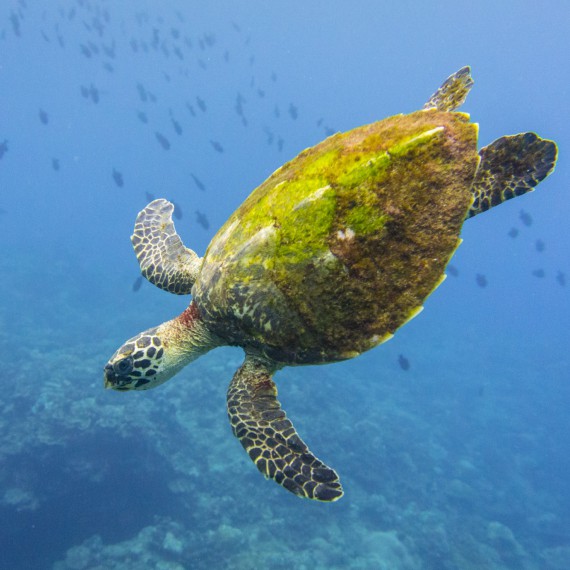 Šnorcholování se želvami 