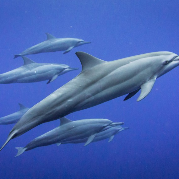 Plavání se žraloky