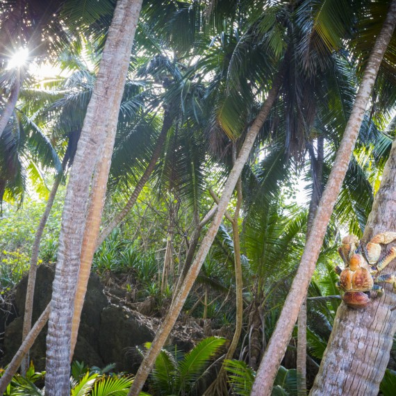 Gigantický krab si dokáže ulovit kokos přímo ze stromu 