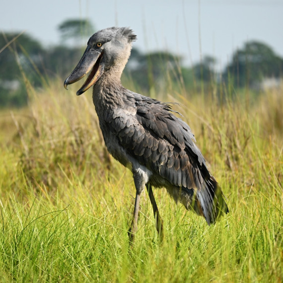 Preferuje pobyt v bažinách, ve vysokém rákosí nebo papyru. 