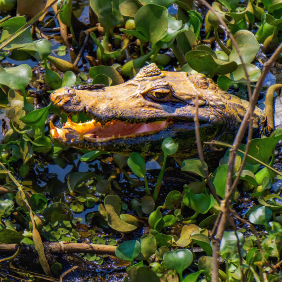 Je zde největší koncentrace krokodilovitých plazů a žije zde více než 10 milionů kajmanů.