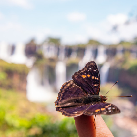 Desítky barevných motýlů, které si sednou na vaši ruku nebo tašku a budete si je nosit s sebou.