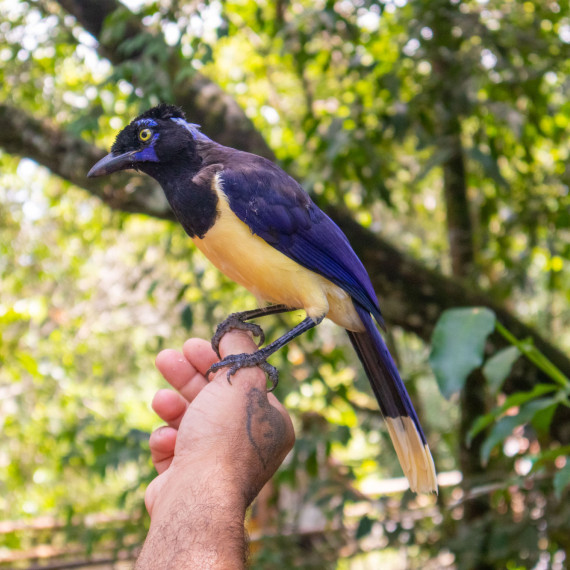 Ptačí park Iguazú nás seznámí s exotickými obyvateli těchto končin.