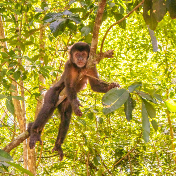 Možná budeme mít štěstí i na opičky.