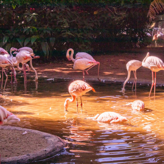 Ptačí park Iguazú nás seznámí s exotickými obyvateli těchto končin.