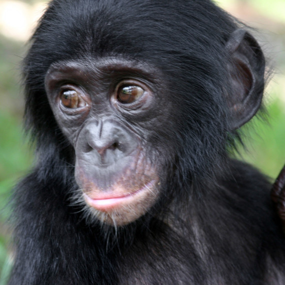 Je to záchranná stanice pro osiřelá nebo pašovaná mláďata tohoto druhu šimpanze.