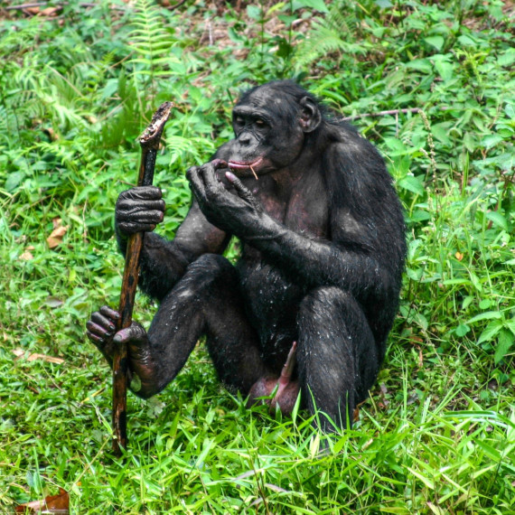 Ty jedince, které nejsou vhodné k opětovnému vypuštění, přežijí svůj život ve velkých ohradách prostředí podobného jejich přirozenému.