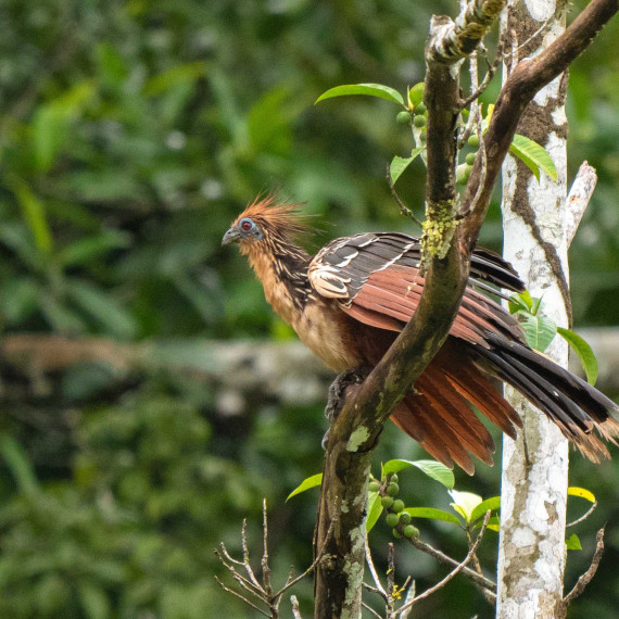 Hoacin chocholaty je zvláštní druh, jehož vědci neumí zařadit, vegetarián a mláďata se rodí s drapy.