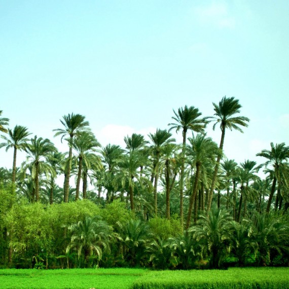 Plantáže datlových palem