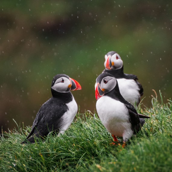Pozorujeme papuchalky v jejich domově