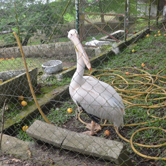 Zachráněný pelikán Albert je místní celebritou i dnes.