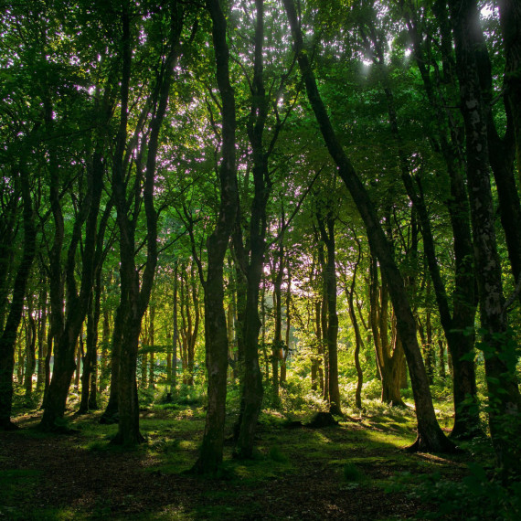 Najednou se objevily krásné lesy. Venkovní Hebridy jsou úplně jiné než Shetlandy a Orkneje.