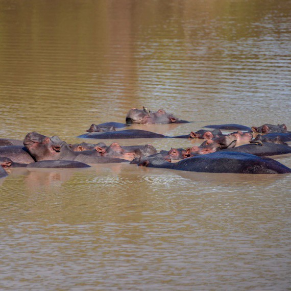 Hroši ve vodě, nejnebezpečnější zvířata v Africe 