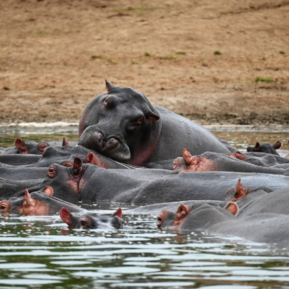 Vedle slonů a nosorožců patří hroši k největším zvířatům na planetě.