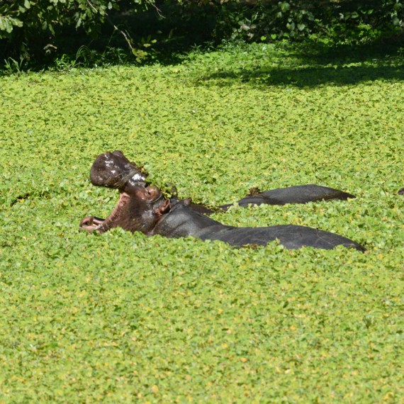 Hroši žijí ve vodě, i přestože neumí plavat 