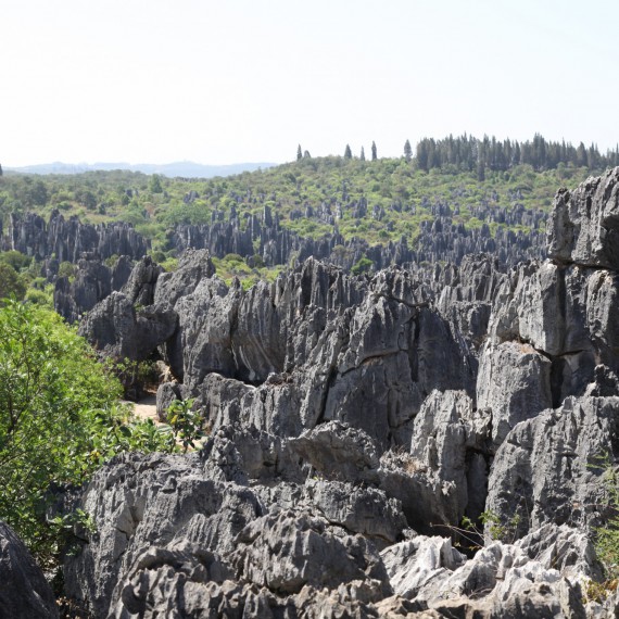 Kamenný les z čínského vápence 
