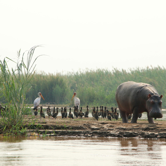 Tanganika je oblíbeným místem hrochů, takže uvidíme naše první exotická zvířata hned v Burundi.