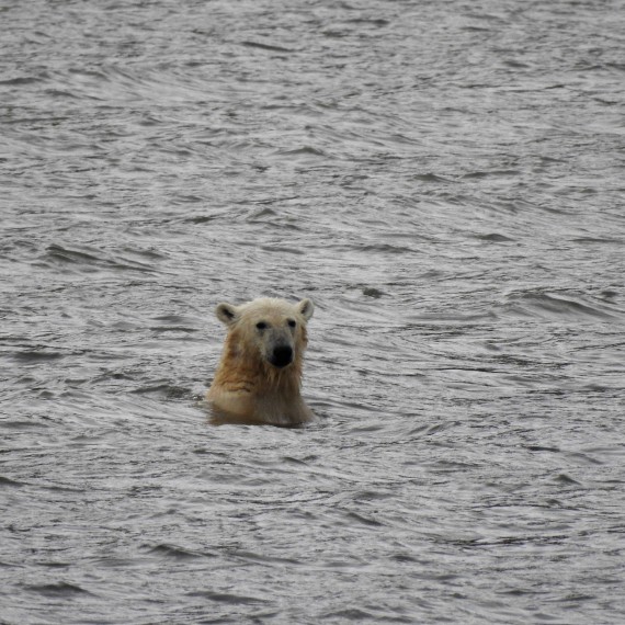 Ať už na souši anebo je uvidíme plavat ve studené vodě.