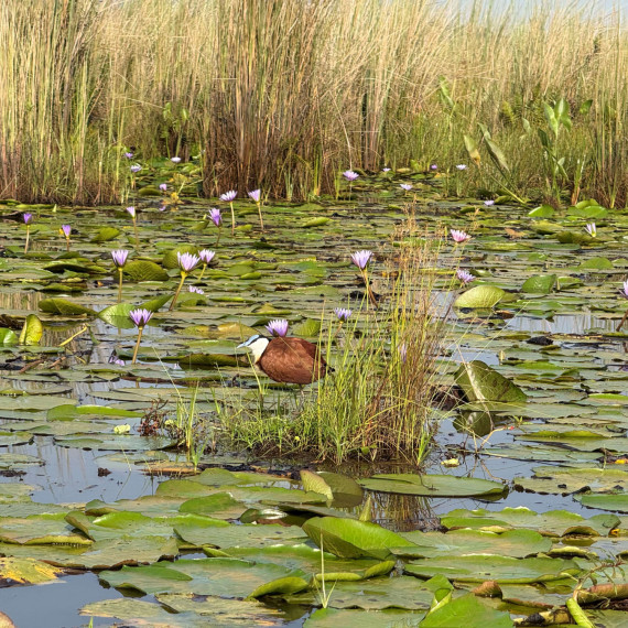 Kromě člunozubce budeme pozorovat také různé druhy vodních ptáků.