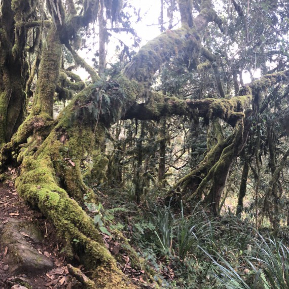 Cesta začíná v exotické rovníkové džungli