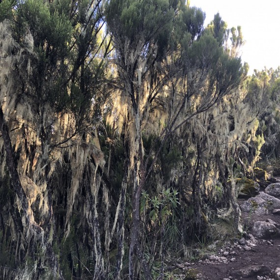 eme vás do těch nejkrásnějších lesů