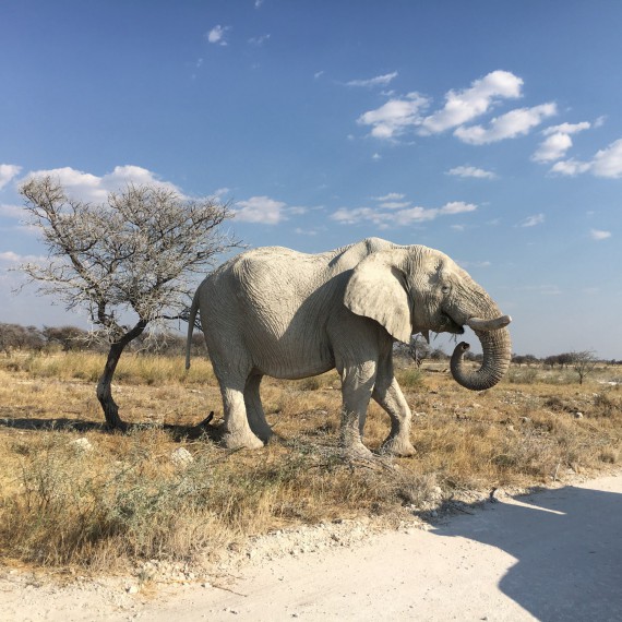 V Botswaně potkáte slony přímo u cest