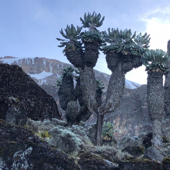 Stromovité senecie mají až 500 let a jsou vysoké až 6 metrů