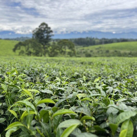 Věděli jste, že Uganda a Rwanda patří mezi přední producenty čaje na africkém kontinentu?