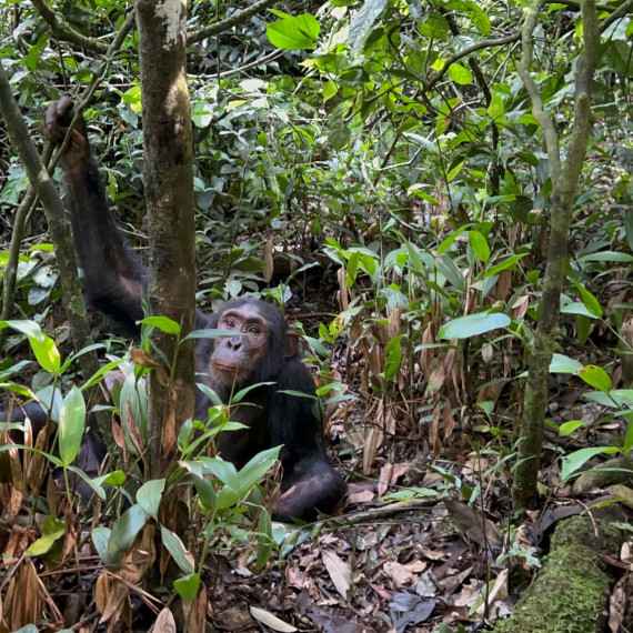 Šimpanzi a gorily sdílejí až 98 % svého DNA s lidmi. Během našeho zájezdu budete mít příležitost vydat se na trek a hledat oba tyto fascinující primáty.