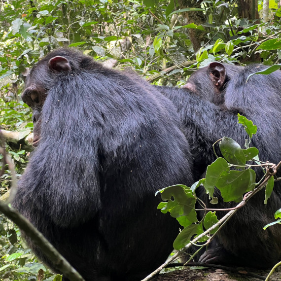 Národní park Kibale je domovem největší populace šimpanzů v Ugandě, což z něj činí nejlepší místo v zemi pro pozorování šimpanzů.