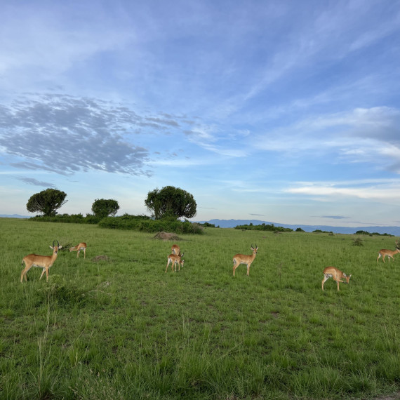 V národním parku žije několik druhů antilop.