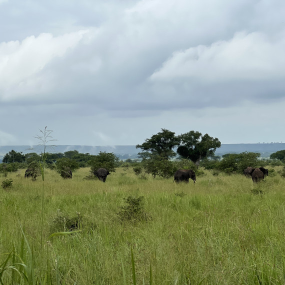 Stádo slonů afrických.