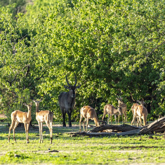 Impaly, nejpočetnější druh antilop