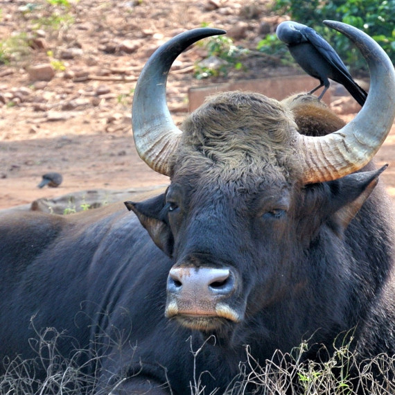 Gaur je mohutný divoký tur, největší z divokého skotu. V průměru váží samci více než 800kg a v kohoutku měří 180cm. Čínský poddruh má v kohoutku 220cm a samci váží 1500kg.