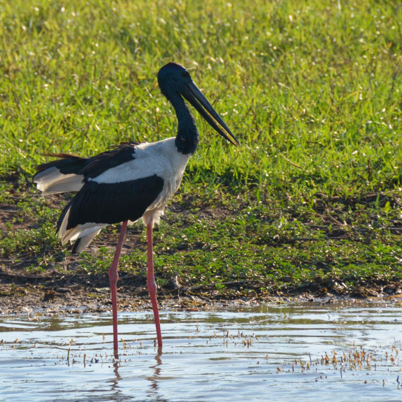 Jeden z největších čápů Jabiru velký má v Pantanálu domov.