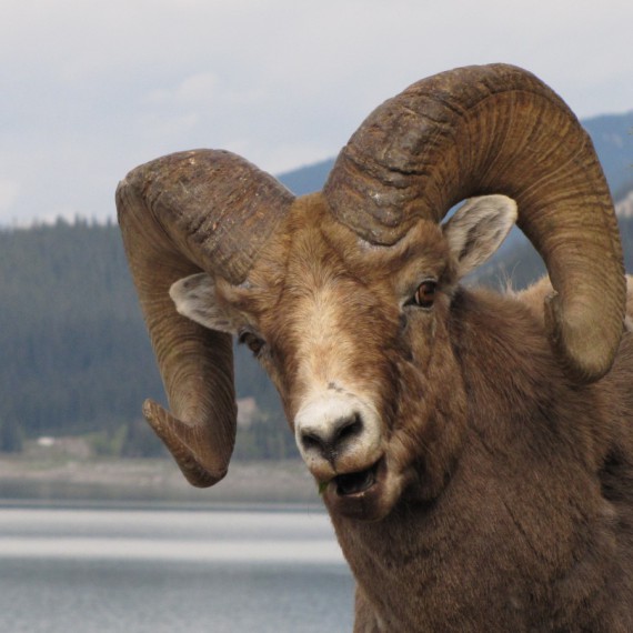 Muflon v národním parku Jasper 