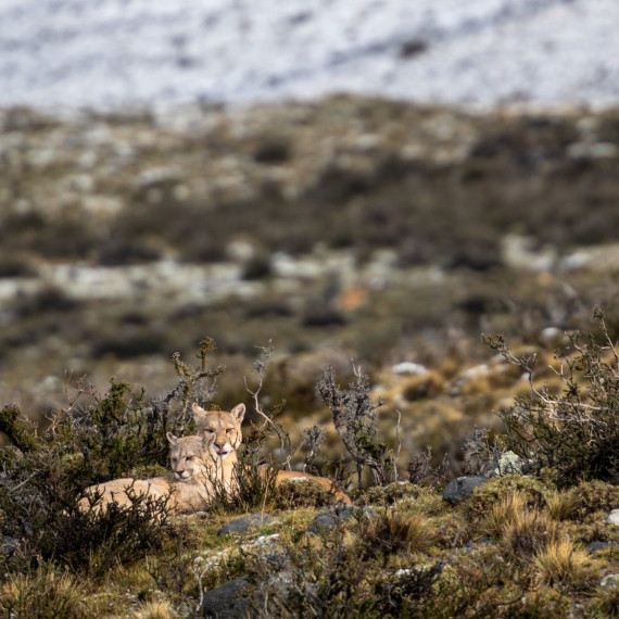 Vidět pumy v Torres del Paine bude o velkém štěstí. Budeme ho mít? Fotografie je z našeho zájezdu v Patagonii u Torres del Paine.