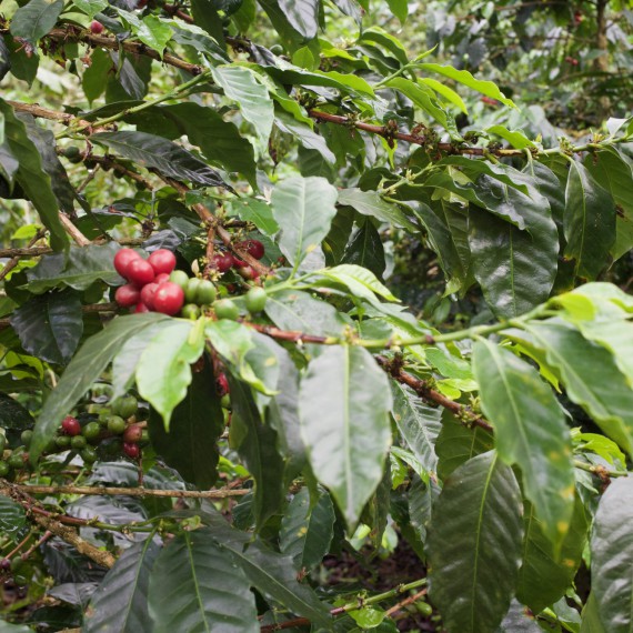 Detail kávových plantáží