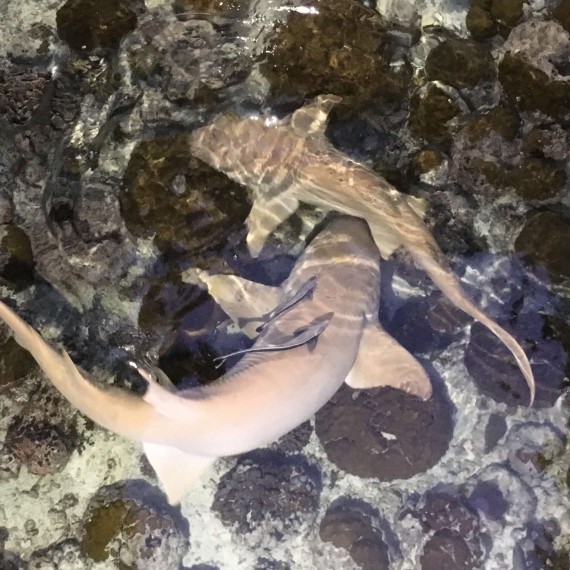 Těšit se můžete na malé žraloky