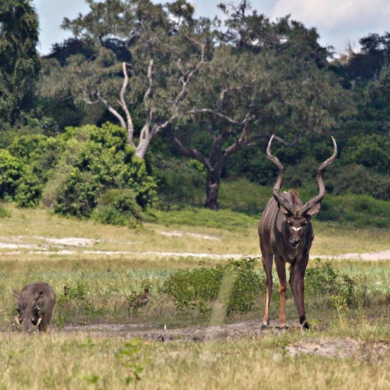 Kudu velký, největší antilopa jižní Afriky 