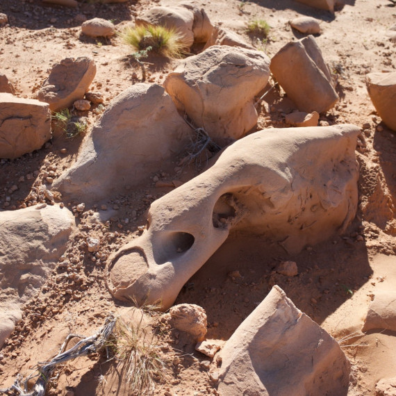 Pozůstatky dinosaura.