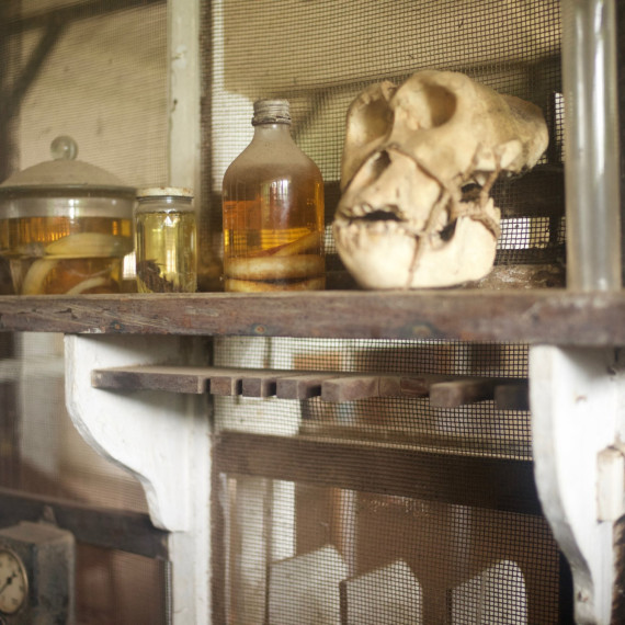 Uvnitř nemocnice, lebky lidoopů, podivné nástroje.